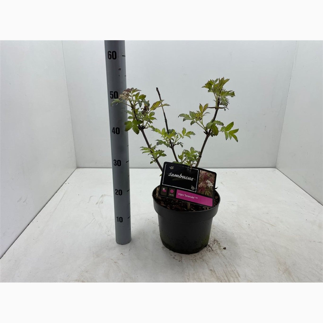 Fläder – Sambucus nigra 'Serenade' - C5